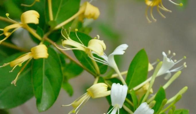 金银花养殖方法有哪些？养殖金银花需要注意什么？