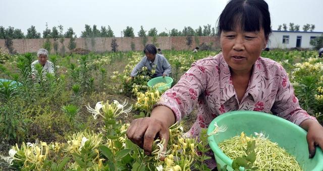 金银花怎么种？种植过程中应注意哪些问题？