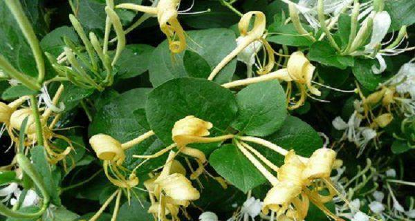 金银花怎么种？种植过程中应注意哪些问题？