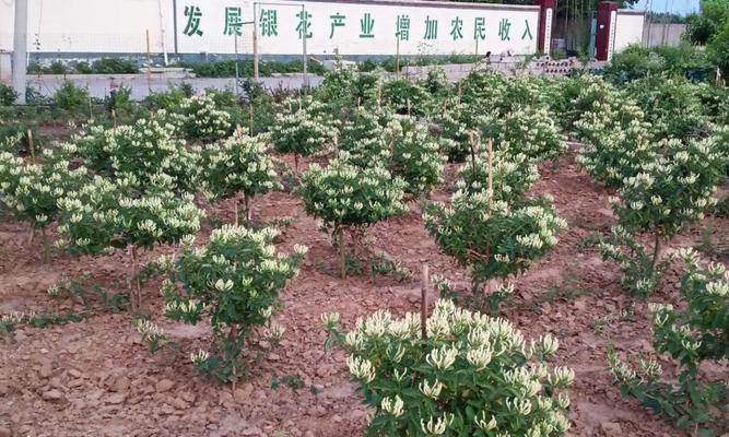 金银花怎么种？种植过程中应注意哪些问题？