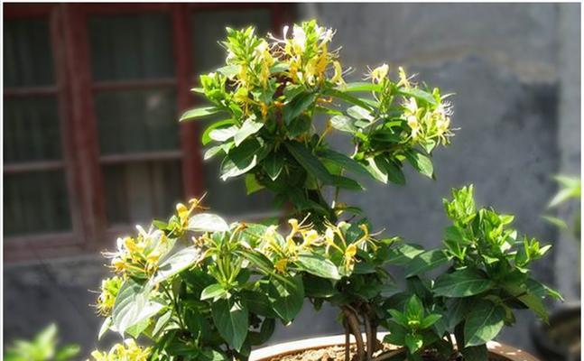 金银花冬天开花吗？如何在冬季保持金银花的生长？