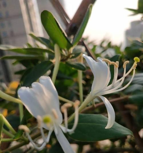金银花冬天开花吗？如何在冬季保持金银花的生长？