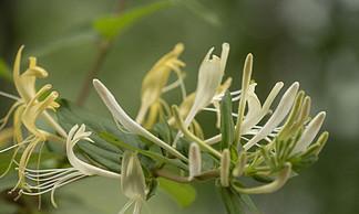 金银花冬天开花吗？如何在冬季保持金银花的生长？