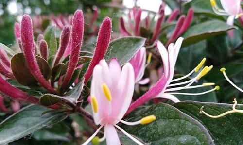 金银花冬季落叶正常吗？冬季掉叶的原因是什么？