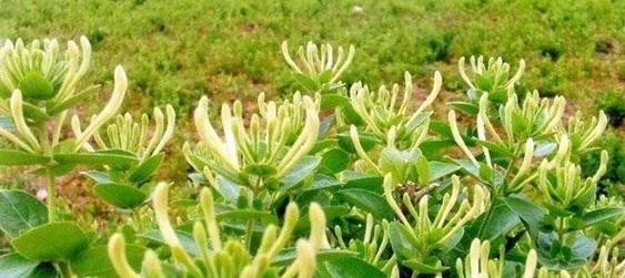金银花冬季落叶正常吗？冬季掉叶的原因是什么？