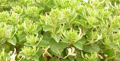 金银花冬天能栽活吗？如何在寒冷季节成功种植？