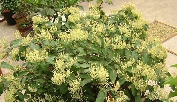 金银花冬天能栽活吗？如何在寒冷季节成功种植？