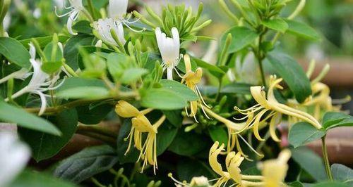 金银花冬天能栽活吗？如何在寒冷季节成功种植？