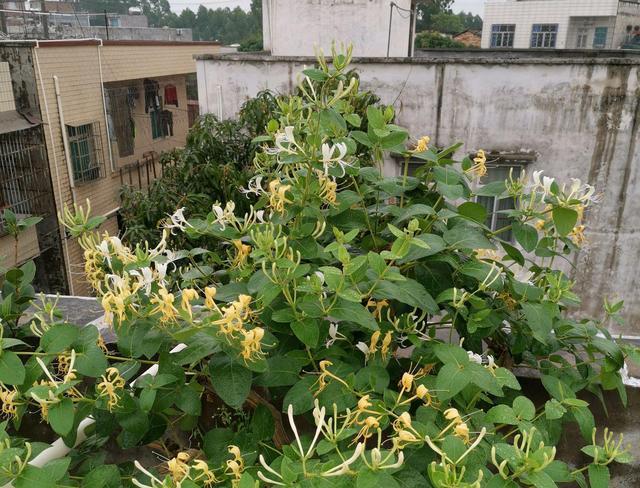 金银花多久浇水一次？如何正确管理金银花的水分需求？