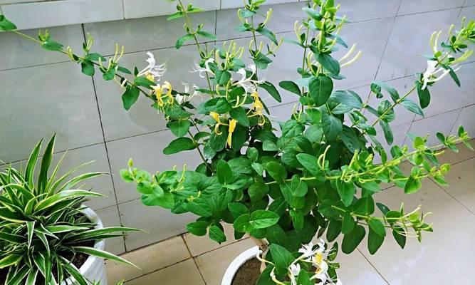 金银花开花周期是多久？如何养护才能保证定期开花？