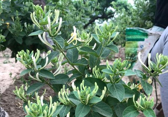 金银花开花周期是多久？如何养护才能保证定期开花？