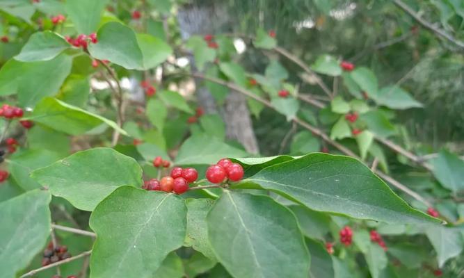 金银花果实能吃吗？食用金银花果实的正确方法是什么？
