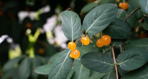 金银花果实能吃吗？食用金银花果实的正确方法是什么？