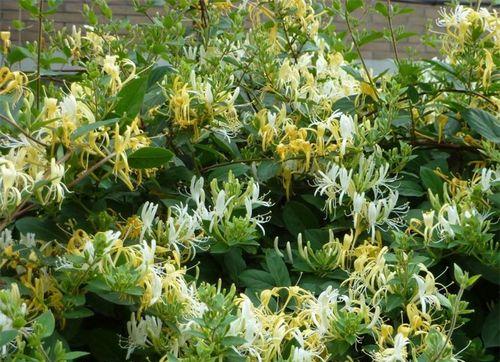 金银花会结籽吗？如何正确种植以促进结籽？