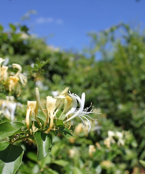 金银花会结籽吗？如何正确种植以促进结籽？