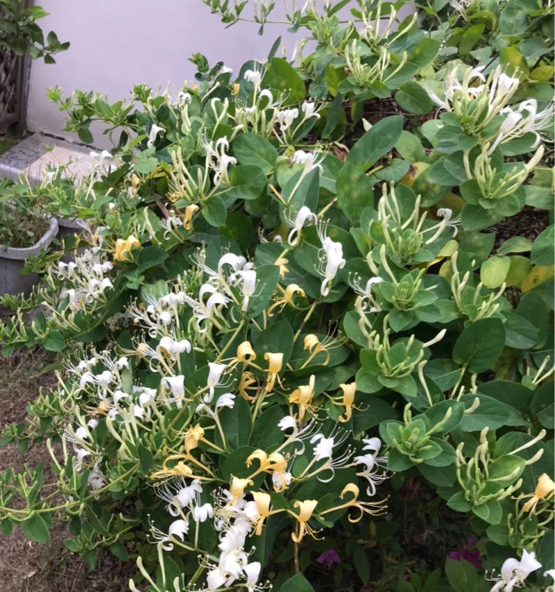 金银花会结籽吗？如何正确种植以促进结籽？