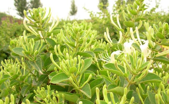 金银花通常几月份开花？开花期需要注意什么？