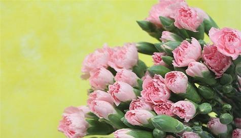 康乃馨花的花语是什么？不同颜色代表哪些情感？