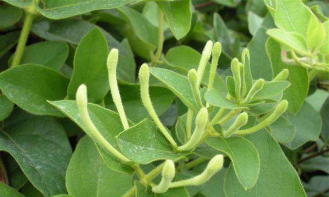 金银花施肥指南：哪种肥料最适宜？使用方法是什么？