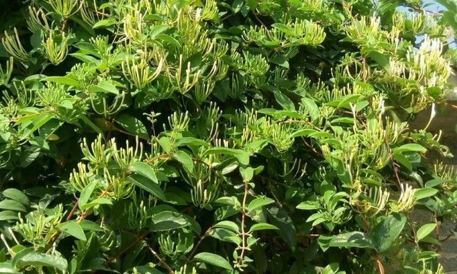 金银花施肥指南：哪种肥料最适宜？使用方法是什么？
