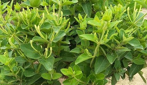 金银花可以嫁接吗？嫁接金银花的正确方法是什么？