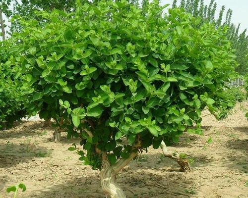 金银花可以嫁接吗？嫁接金银花的正确方法是什么？