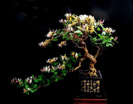 金银花盆栽可行吗？盆栽金银花的正确方法是什么？