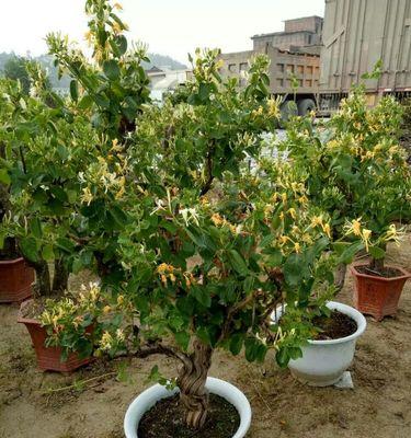金银花盆栽可行吗？盆栽金银花的正确方法是什么？