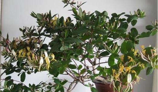 金银花盆栽可行吗？盆栽金银花的正确方法是什么？