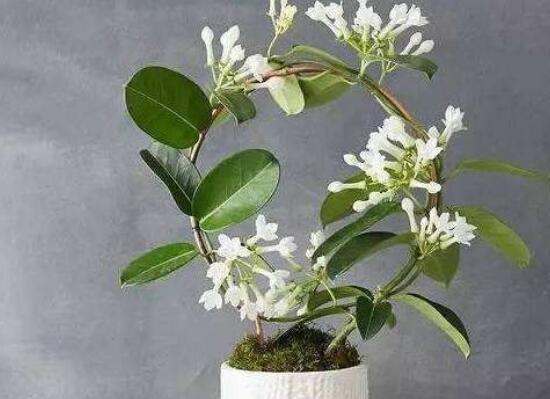 金银花扦插方法是什么？扦插成功的关键因素有哪些？