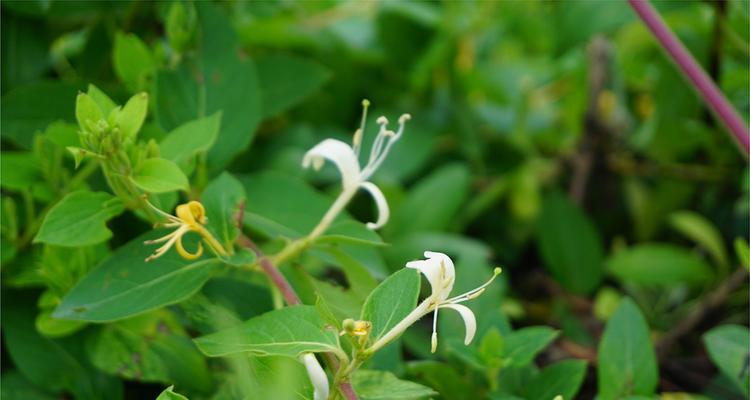 金银花水培可行吗？水培金银花的正确方法是什么？