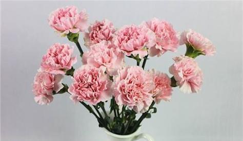 康乃馨花语是什么意思？不同颜色的康乃馨代表什么？