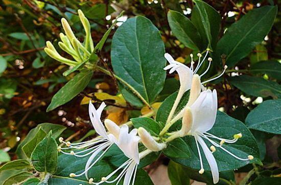 金银花水培可行吗？水培金银花的正确方法是什么？