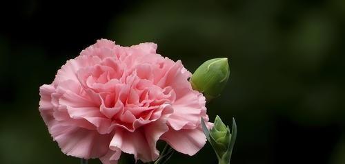 康乃馨花语是什么？不同颜色的康乃馨代表什么含义？
