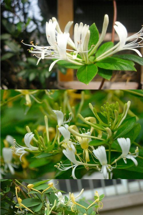 金银花水养可行吗？水培金银花的正确方法是什么？