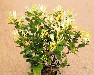 金银花水养可行吗？水培金银花的正确方法是什么？