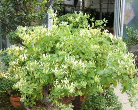 金银花室内种植可行吗？如何正确养护？