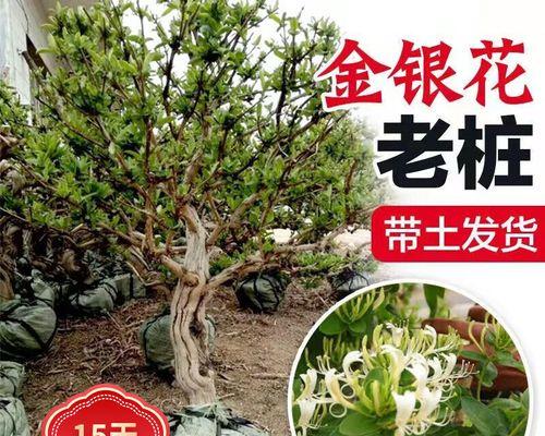 金银花室内种植可行吗？如何正确养护？