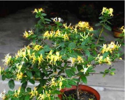 金银花室内种植可行吗？如何正确养护？