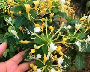 金银花可以种在院子里吗？种植金银花需要注意什么？