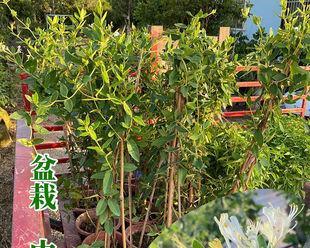 金银花可以种在院子里吗？种植金银花需要注意什么？