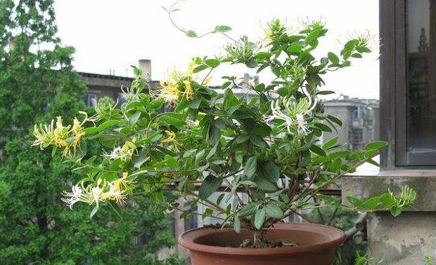 金银花可以种在院子里吗？种植金银花需要注意什么？