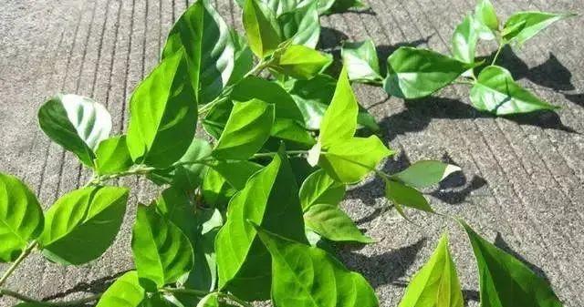 金银花烂叶子怎么办？找出原因并掌握处理方法