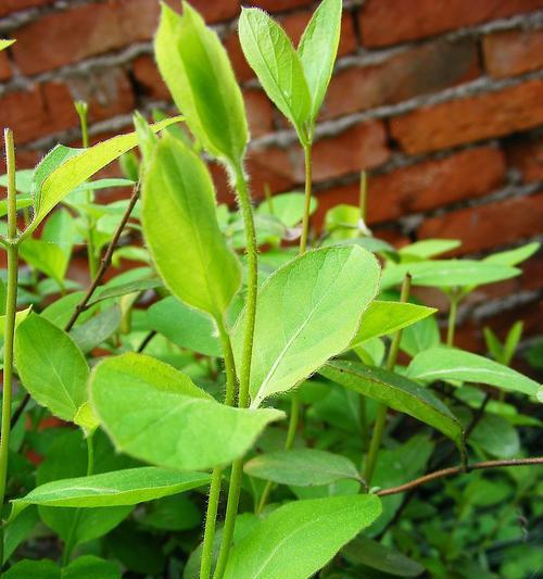 金银花烂叶子怎么办？找出原因并掌握处理方法