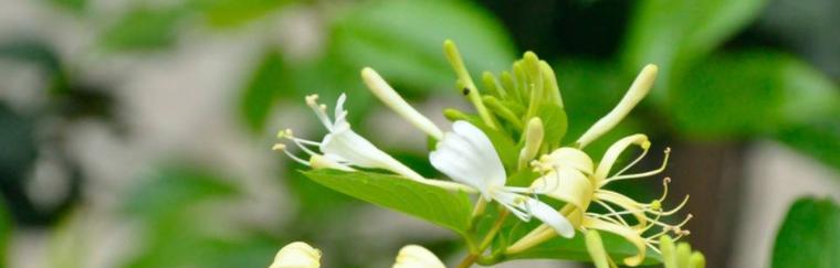 金银花秋天会开花吗？如何正确养护以确保秋季开花？