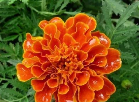 孔雀草的花语是什么？如何用它表达情感？