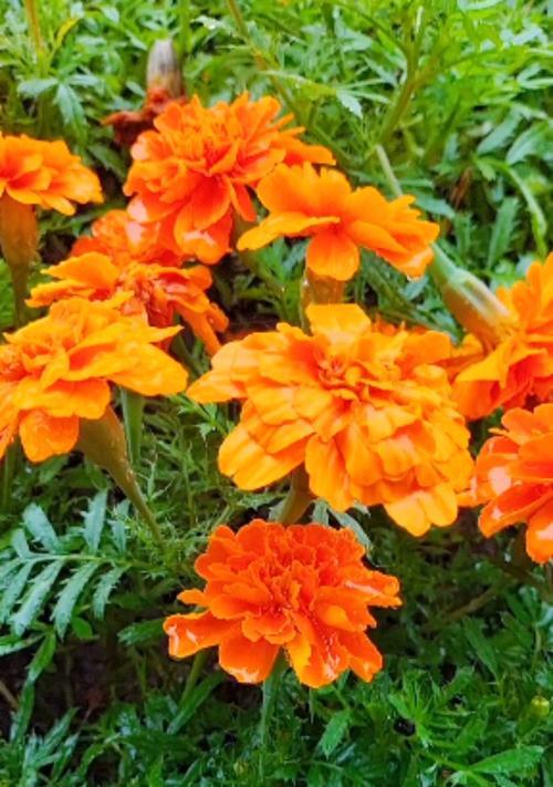 孔雀草的花语是什么？如何用它表达情感？