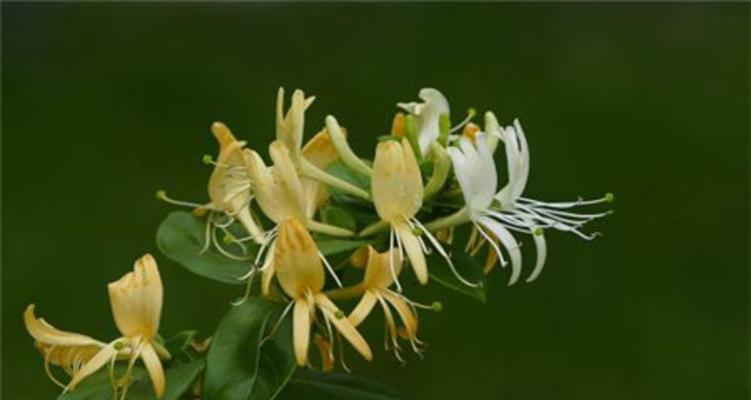 金银花秋天移栽可行吗？最佳移栽时间是几月份？