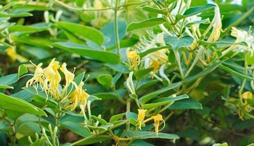 金银花秋天移栽可行吗？最佳移栽时间是几月份？