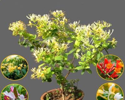 金银花秋天移栽可行吗？最佳移栽时间是几月份？